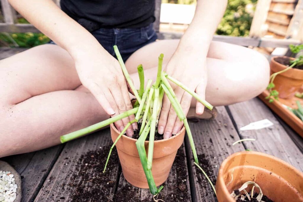 regrowing green onions