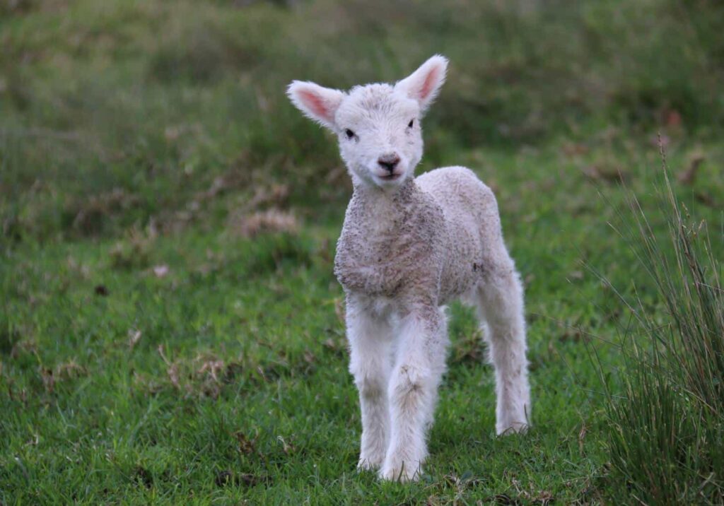 baby lamb